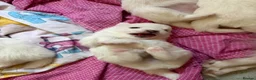 Pomeranian dogs for sale: 4 beautiful white Pomeranian boys  in Gloucester - Advert 30