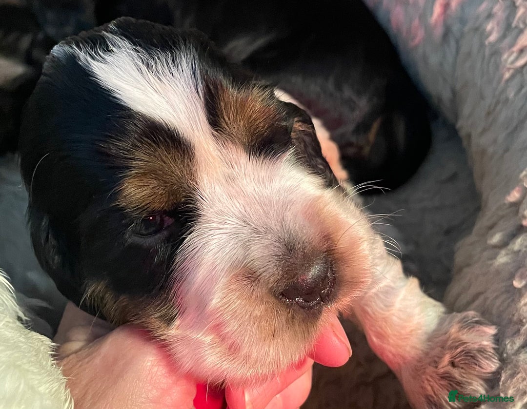 Cocker Spaniel dogs for sale: Cocker Spaniel - Show type - the calm type - Image 13