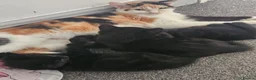 Mixed Breed cats for sale: Beautiful black kittens - Advert 1