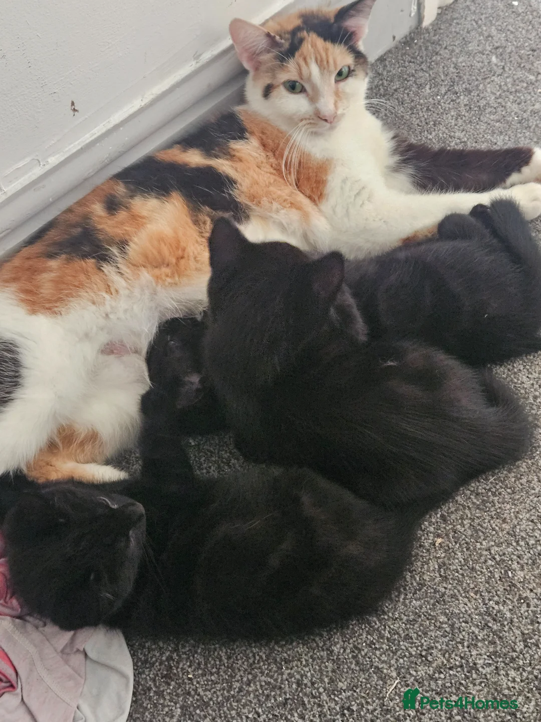 Mixed Breed cats for sale: Beautiful black kittens - Advert 1