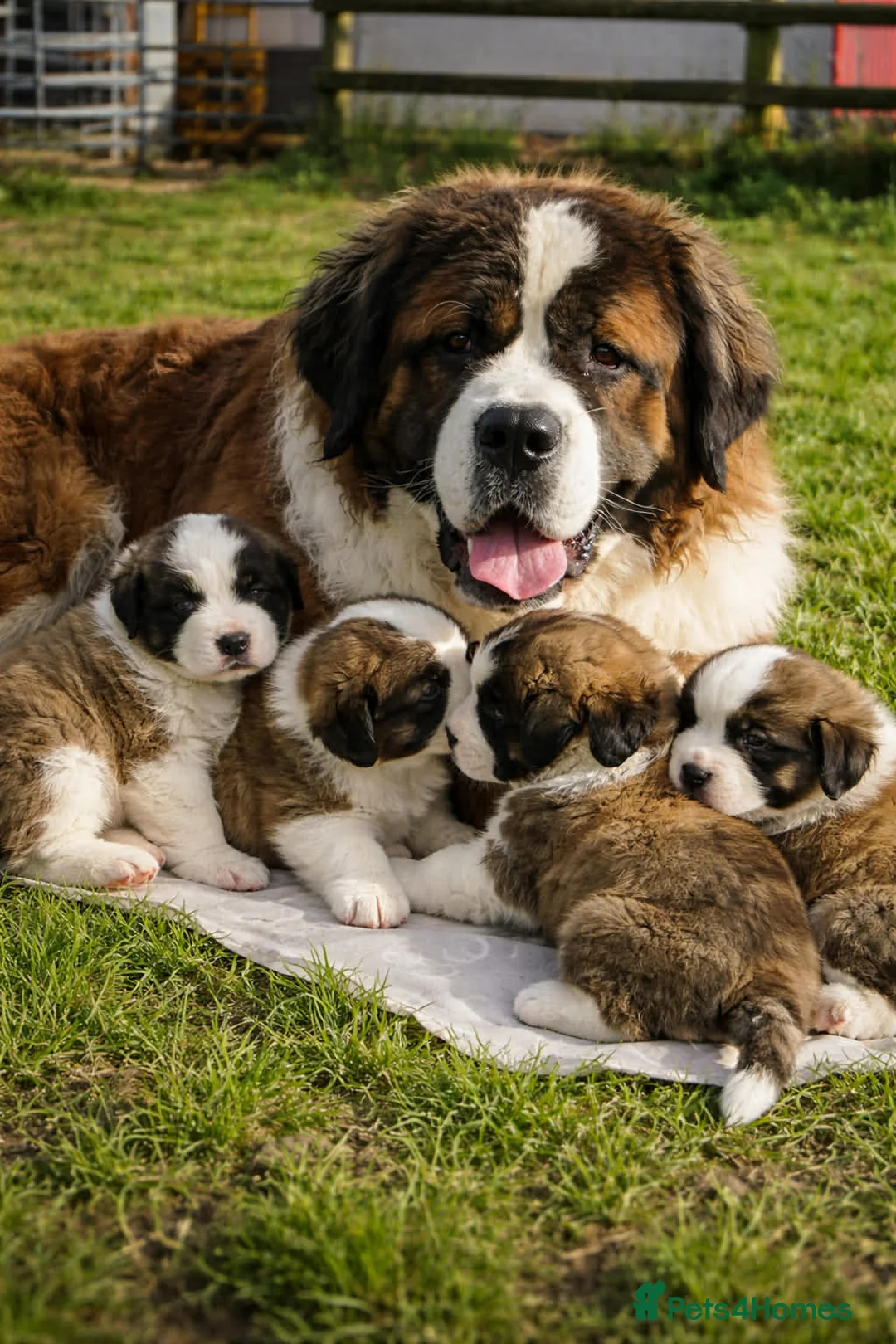 Saint Bernard dogs for sale: Saint Bernard puppies for sale - Advert 2