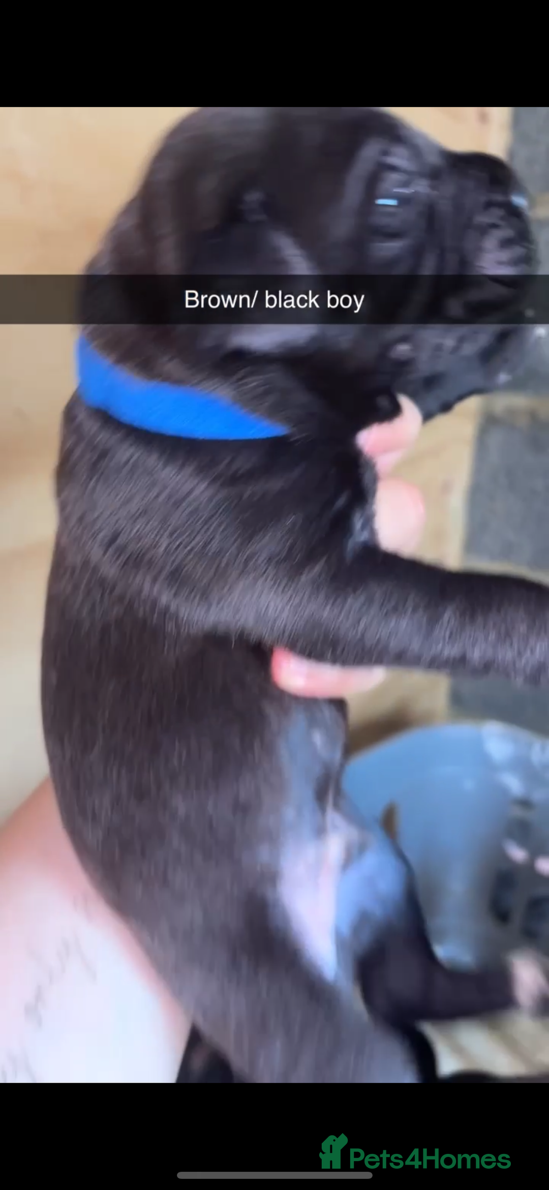 Cane Corso dogs for sale: Cane Corso first litter of puppies !! - Image 31