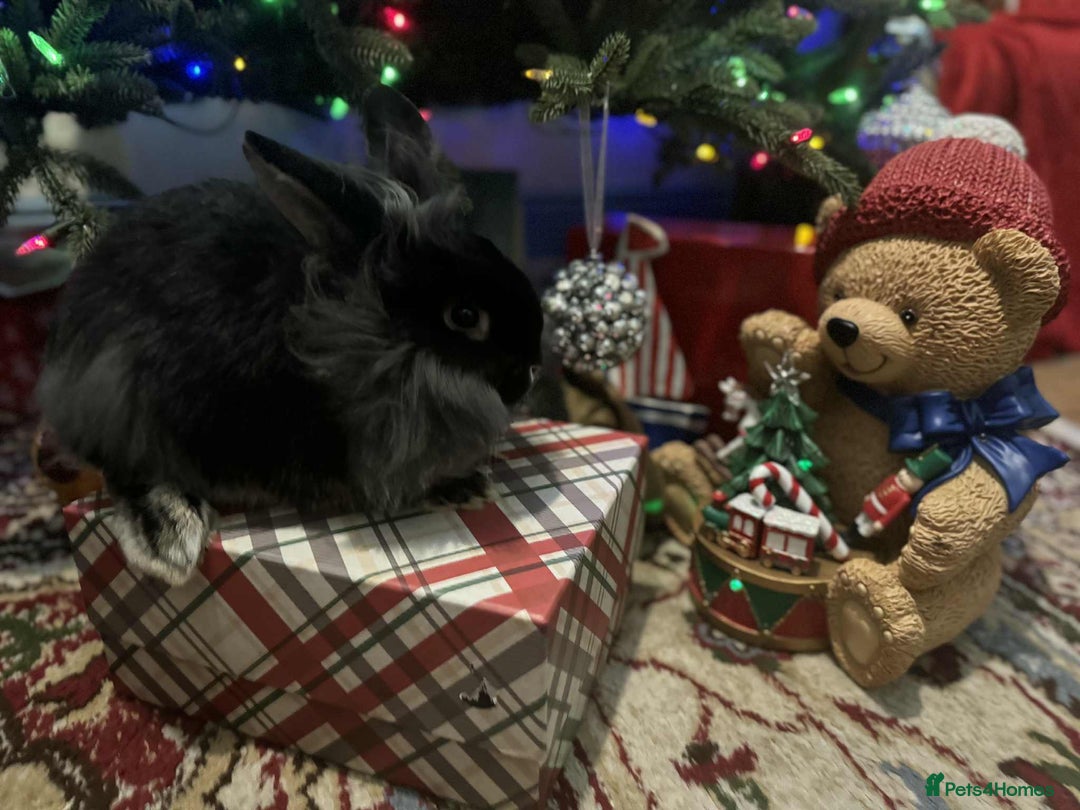 French Lop rabbits for sale: French lops and lion heads  - Advert 18