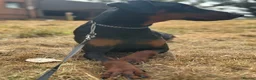 Dobermann dogs for sale: 10-Month-Old Female Doberman – Well-Trained - Advert 4