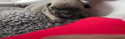 French Bulldog dogs for sale: Beautiful, Chunky, Frenchie Puppies - Advert 13