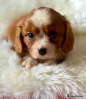 Cavalier King Charles Spaniel dogs - Advert 2