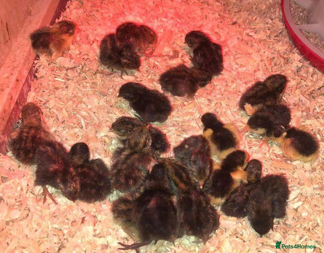 Quail poultry for sale: QUAILS EGGS/CHINESE PAINTED BUTTONS ! - Image 6