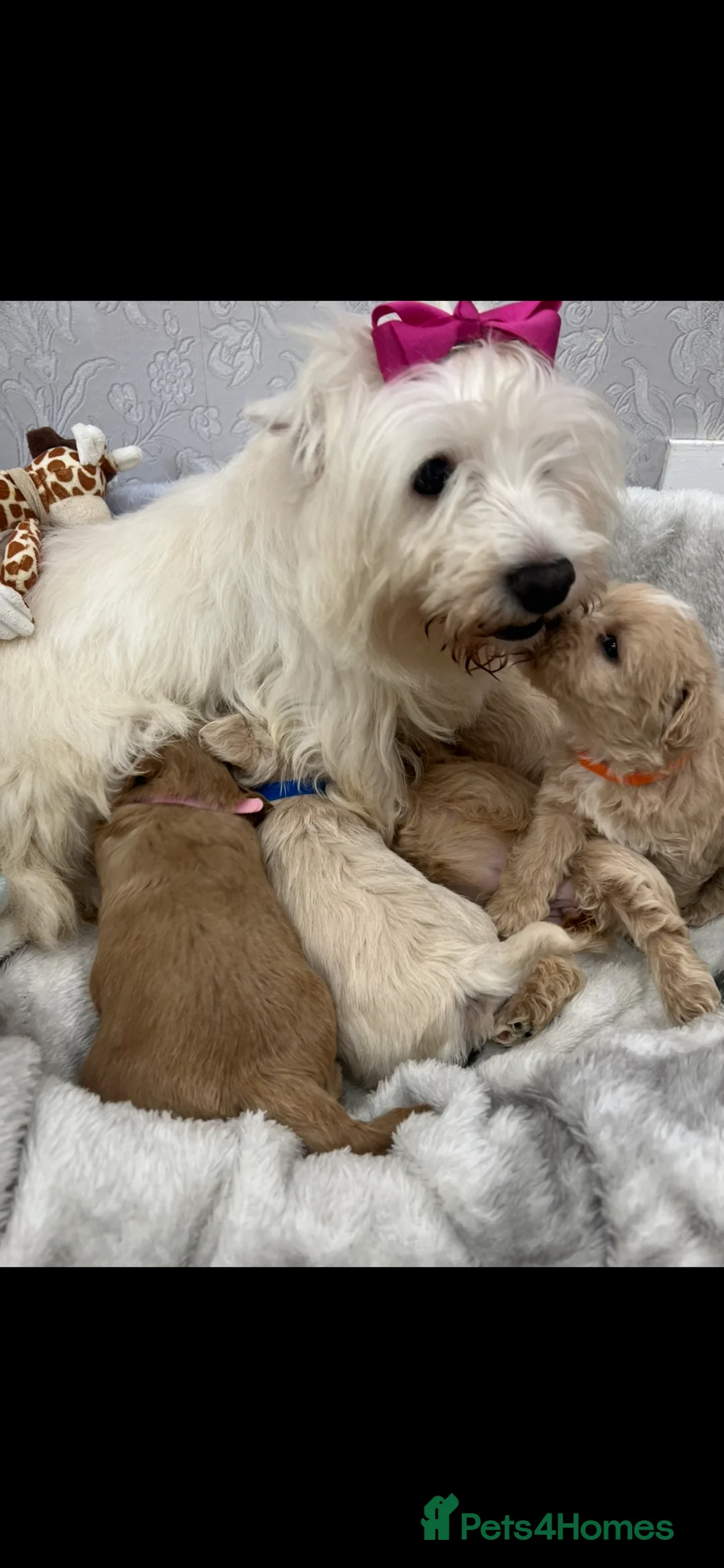 Westiepoo dogs for sale: Westiepoo teddy bear pups  - Advert 22