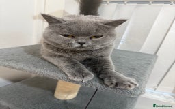 British Shorthair cats for sale: Beautiful British Shorthair - Image 3