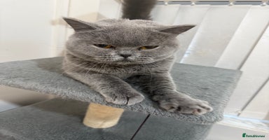 British Shorthair cats - Advert 6