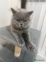 British Shorthair cats - Advert 6