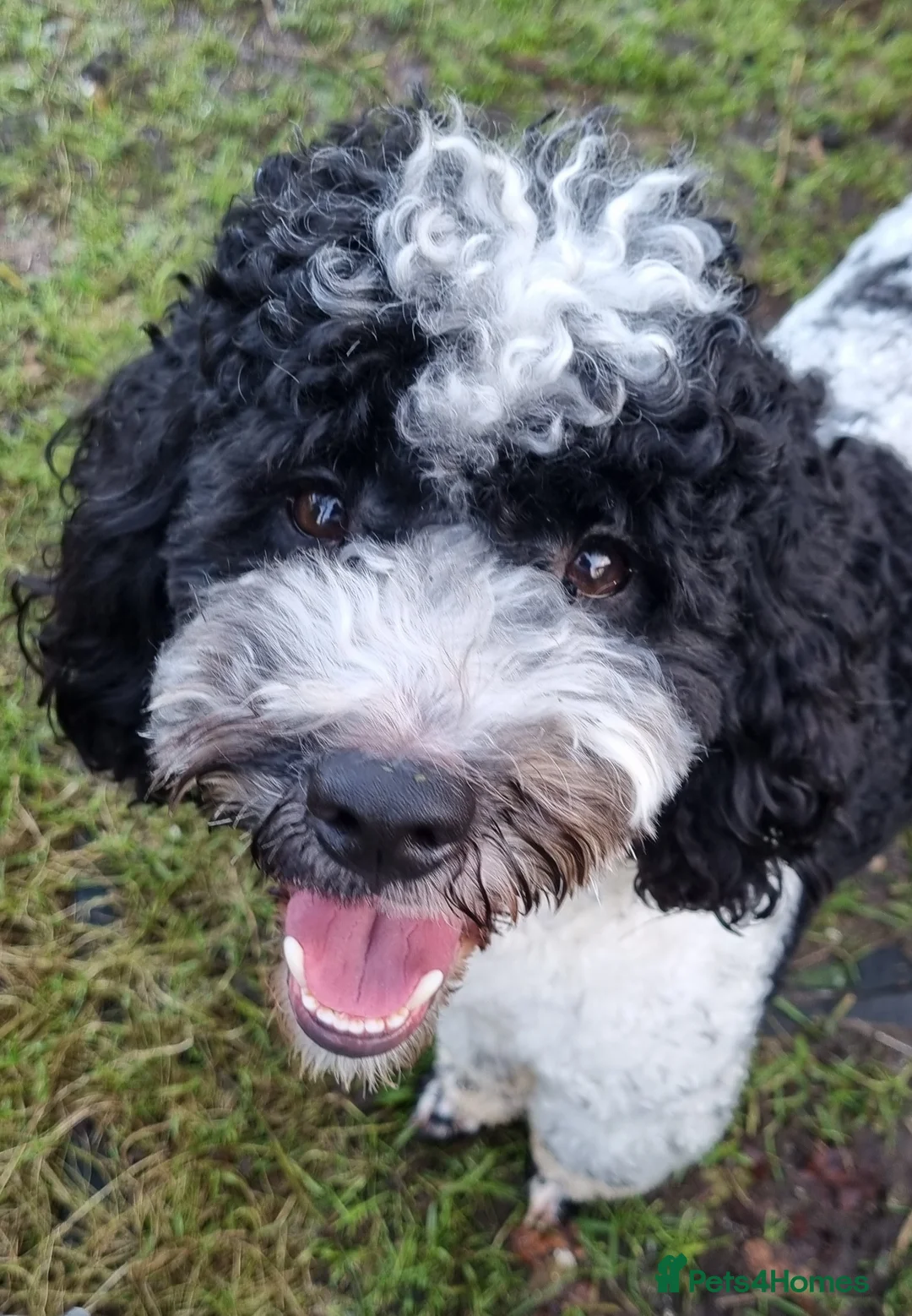 Miniature Poodle dogs for stud: Gorgeous Parti Miniature Poodle - Advert 3