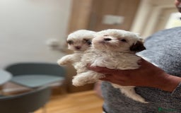 Maltese dogs for sale: Maltes - Image 9