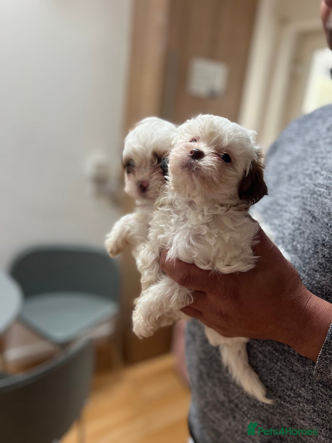 Maltese dogs for sale: Maltes - Image 9