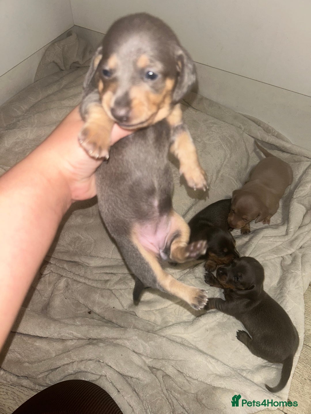 Miniature Dachshund dogs for sale: Miniature dachshund puppies  - Advert 9