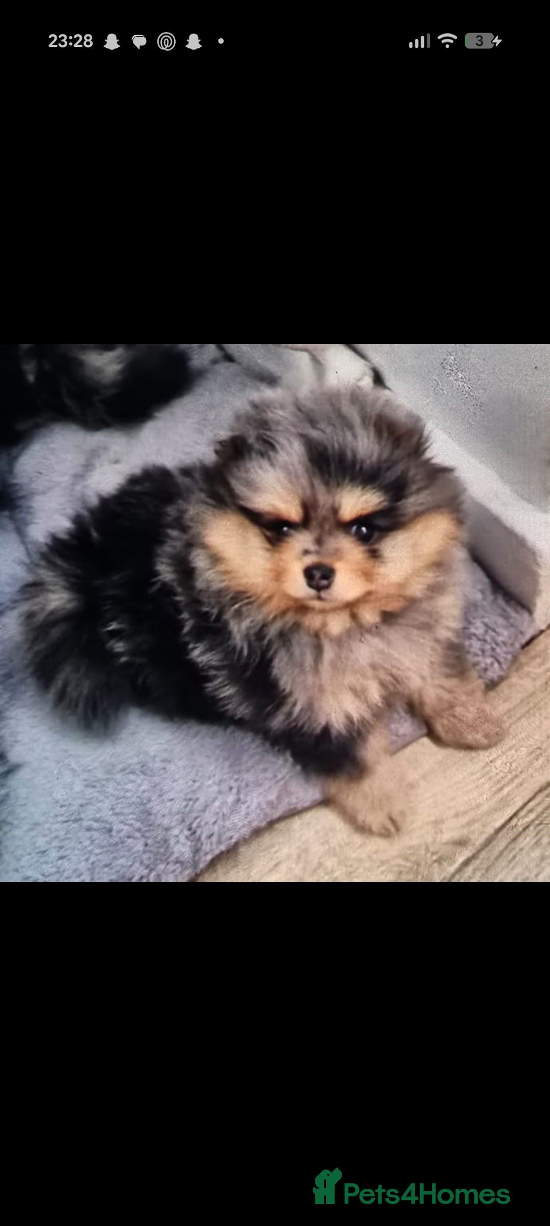Pomeranian dogs for sale: Pomeranian girl puppy  - Advert 11
