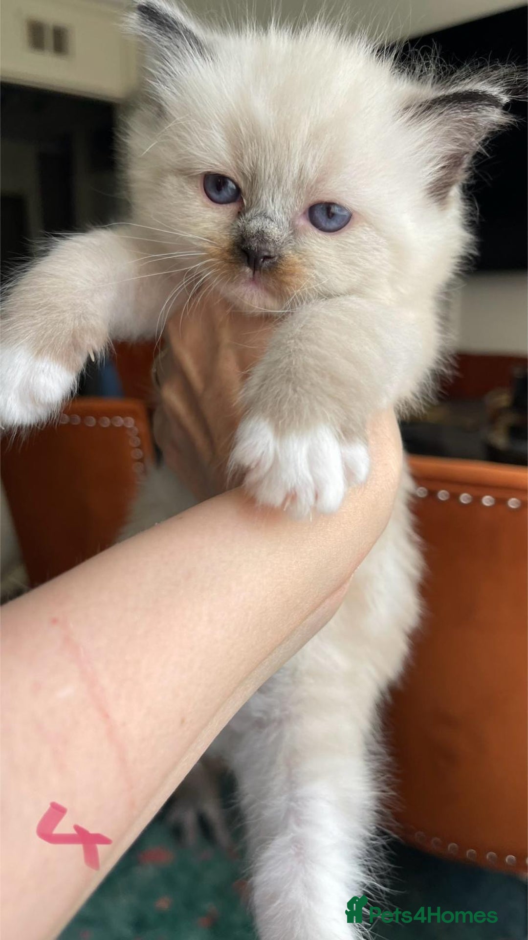 Ragdoll cats for sale: ragdoll kittens - Advert 8