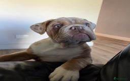English Bulldog dogs for sale: English Bulldog pup C1 carries fluffy & curly coat - Image 9