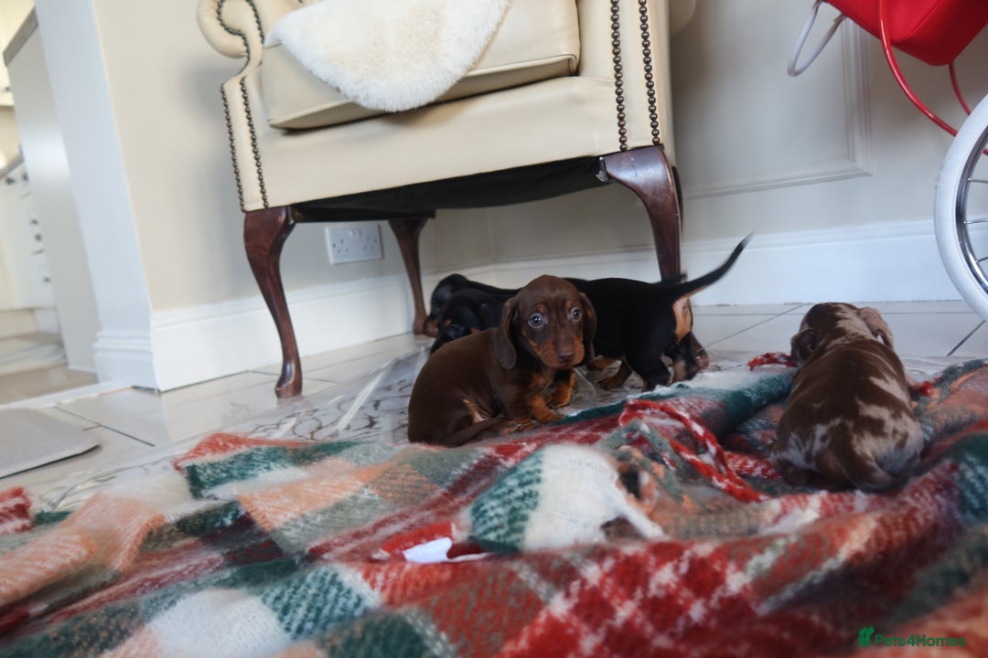 Dachshund dogs for sale: Dachshund puppy’s  - Advert 11