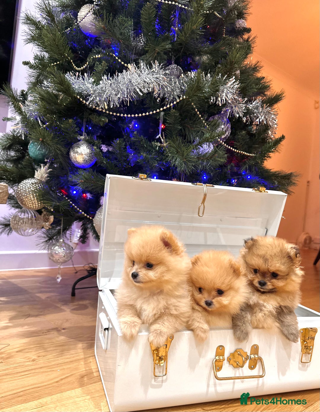 Pomeranian dogs for sale: Pomeranian teddy bear face puppies🐶 - Advert 2
