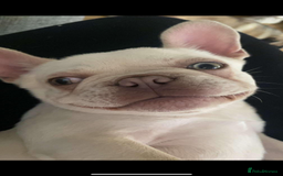 French Bulldog dogs for stud: BBeau T - Image 1