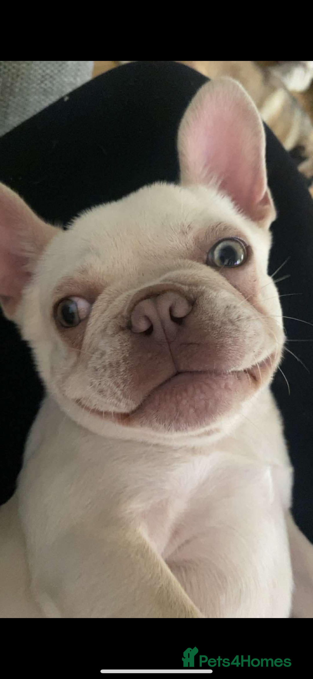 French Bulldog dogs for stud: BBeau T - Image 1