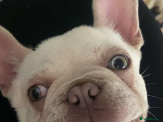 French Bulldog dogs - Advert 10