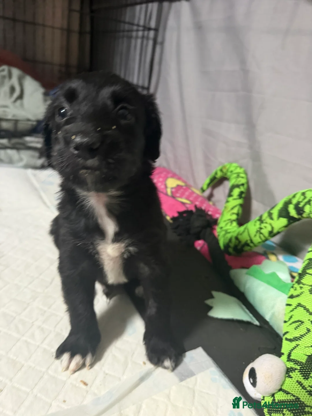 Mixed Breed dogs for sale: Lovely Cockapoo/Border Collie puppies in Abergavenny - Advert 23