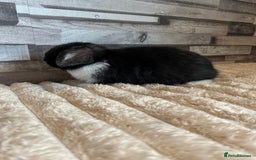 Mini Lop rabbits for sale: ⭐️Pure Breed Holland lops⭐️ - Image 15