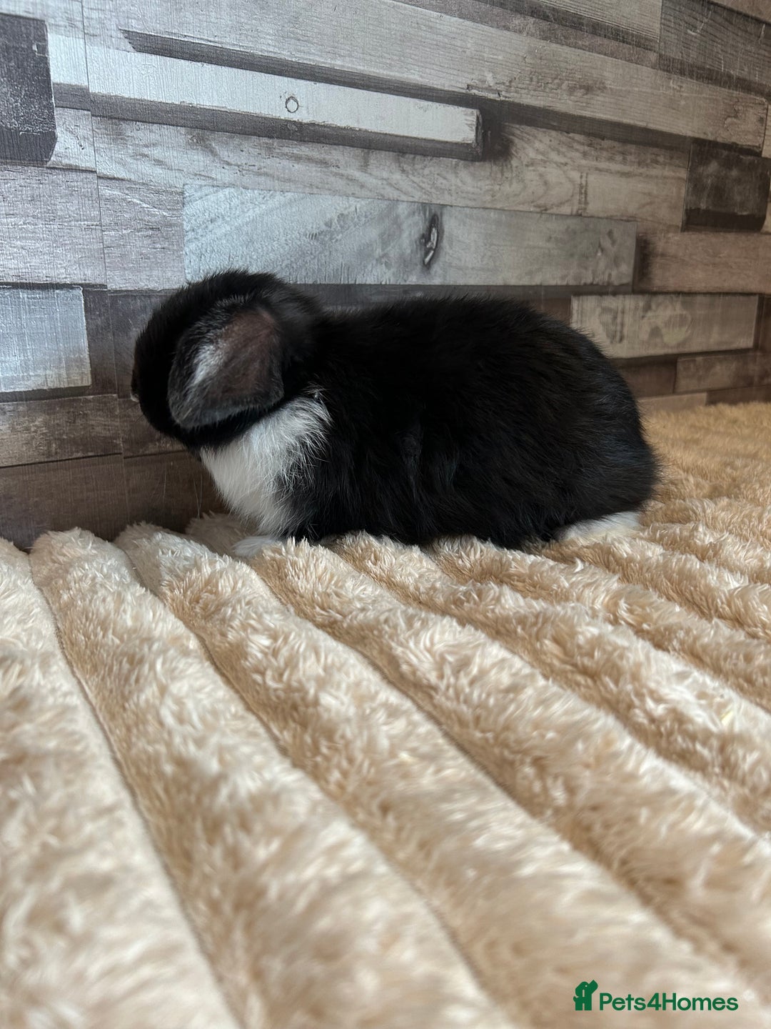 Mini Lop rabbits for sale: ⭐️Pure Breed Holland lops⭐️ - Image 15