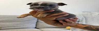 English Bulldog Puppy 7