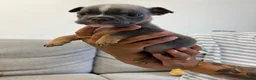 English Bulldog dogs for sale: English bulldogs !REDUCED PRICE! - Advert 14