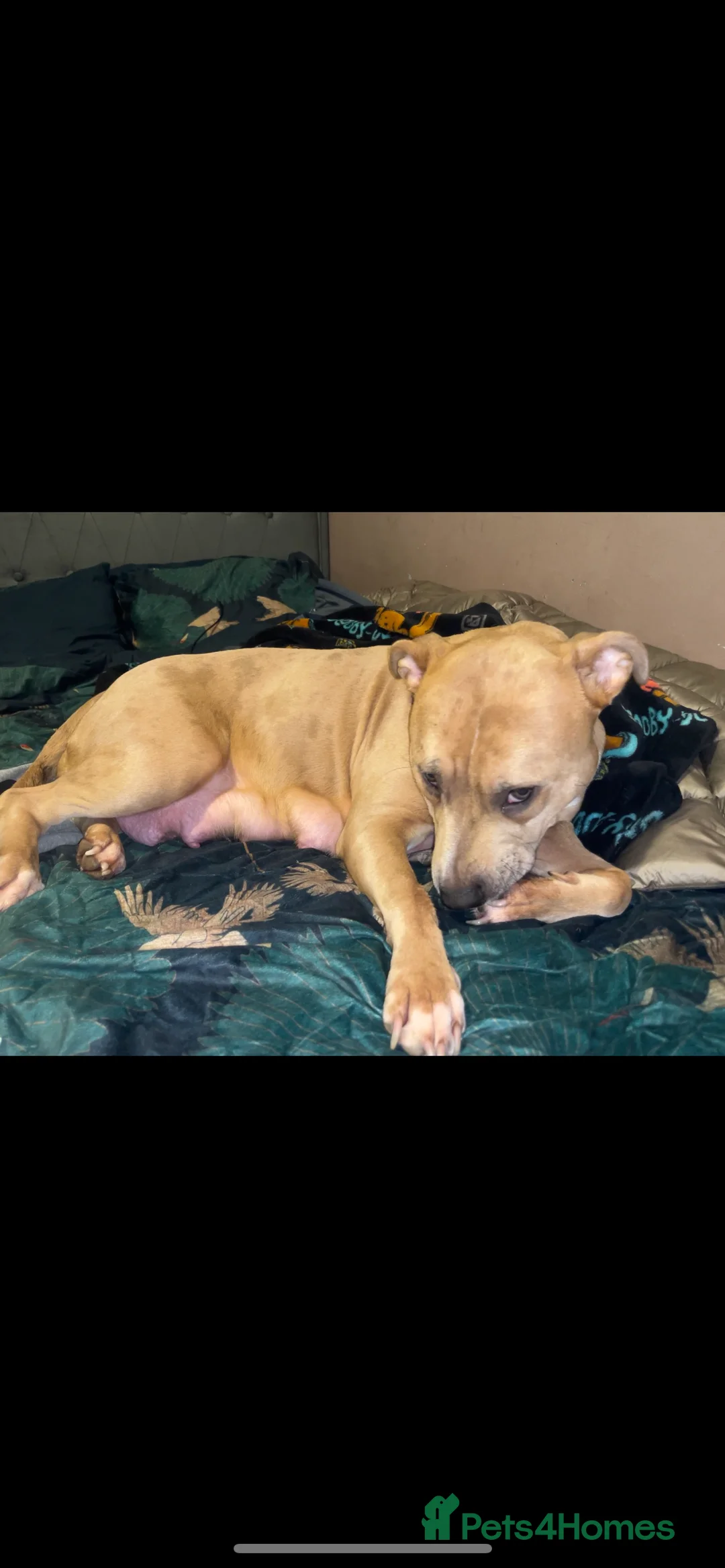 Mixed Breed dogs for sale: BEAUTIFUL BOY STAFFY POO FOR SALE  - Advert 7