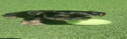 Yorkshire Terrier dogs for sale: 6 beautiful Yorkshire terriers  in Edenbridge - Advert 4
