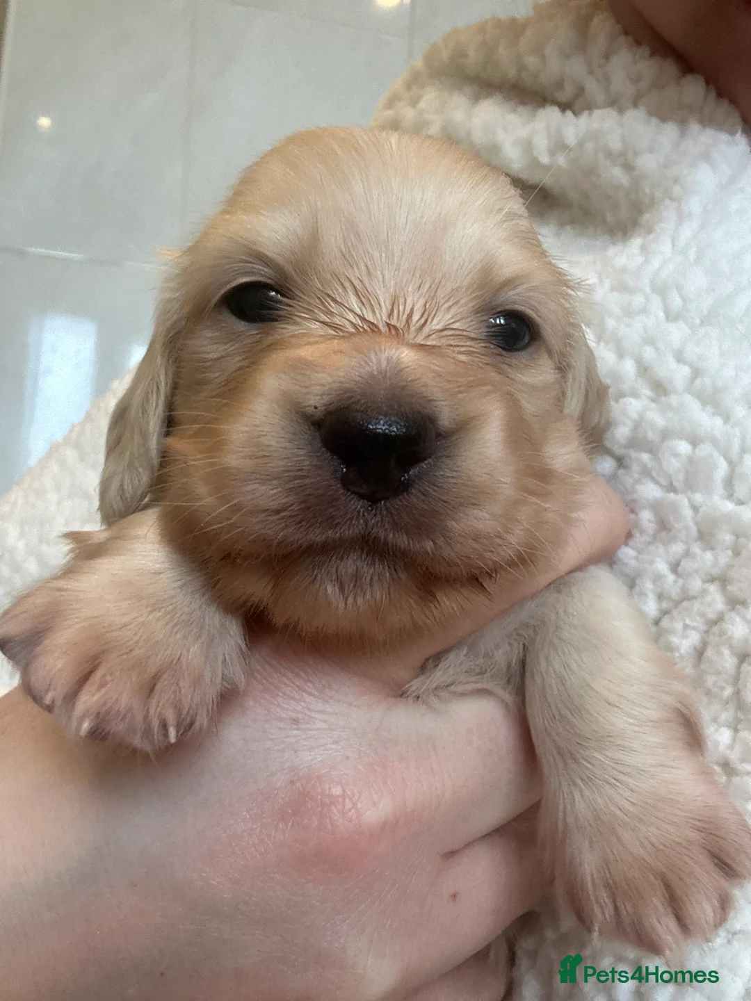 Miniature Dachshund dogs for sale: One cream girl available! ⭐️⭐️⭐️⭐️⭐️ - Advert 6