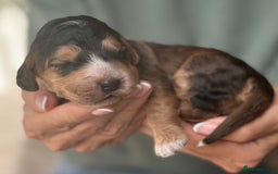 Cockapoo dogs for sale: Stunning F2 DNA health tested Cockapoo puppies  - Image 10