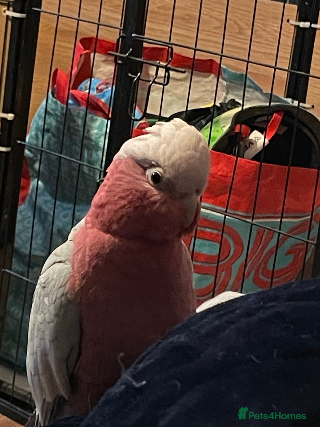 Cockatoo birds for sale: Male Galah cockatoo with cage - Advert 2