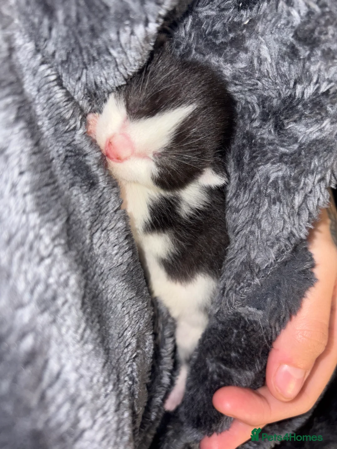 Mixed Breed cats for sale: 3 kittens available  in Cannock - Advert 2