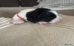 Sprocker dogs for sale: Beautiful Chunky Sprocker Pups - Image 6