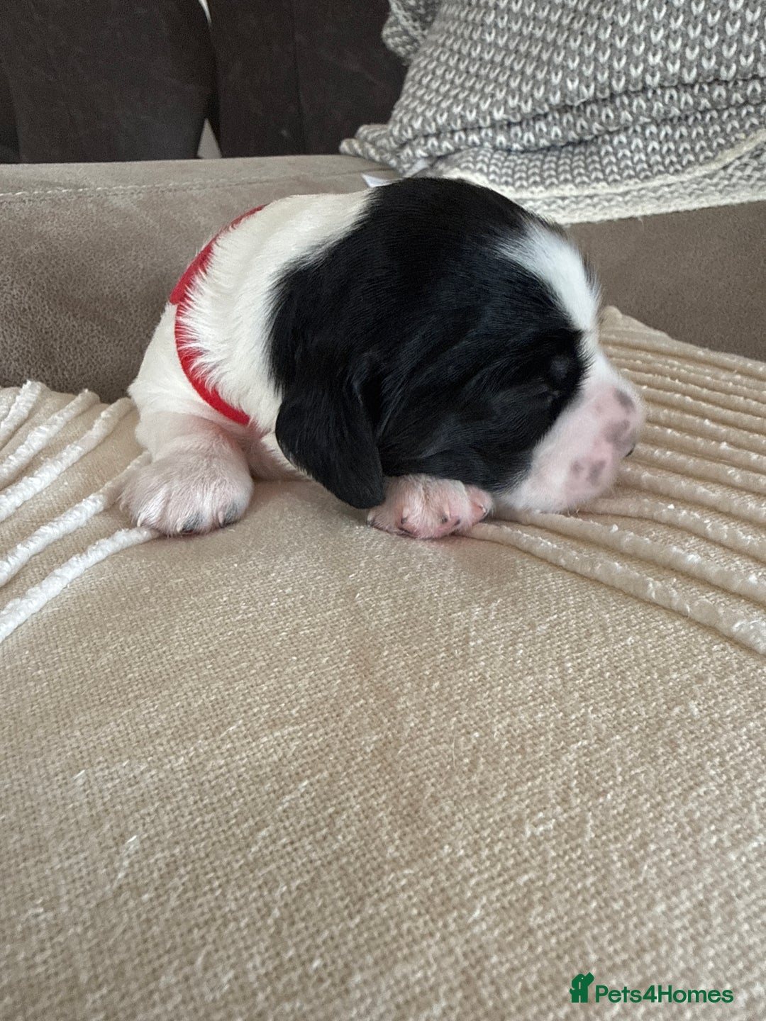 Sprocker dogs for sale: Beautiful Chunky Sprocker Pups - Image 6