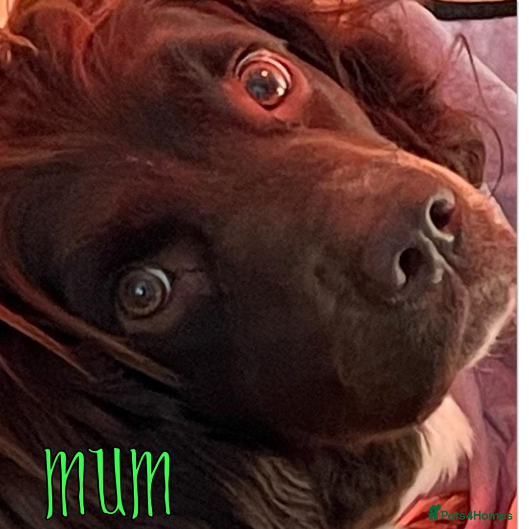 English Springer Spaniel dogs for sale: Exceptional English Springer Spaniels. - Image 3