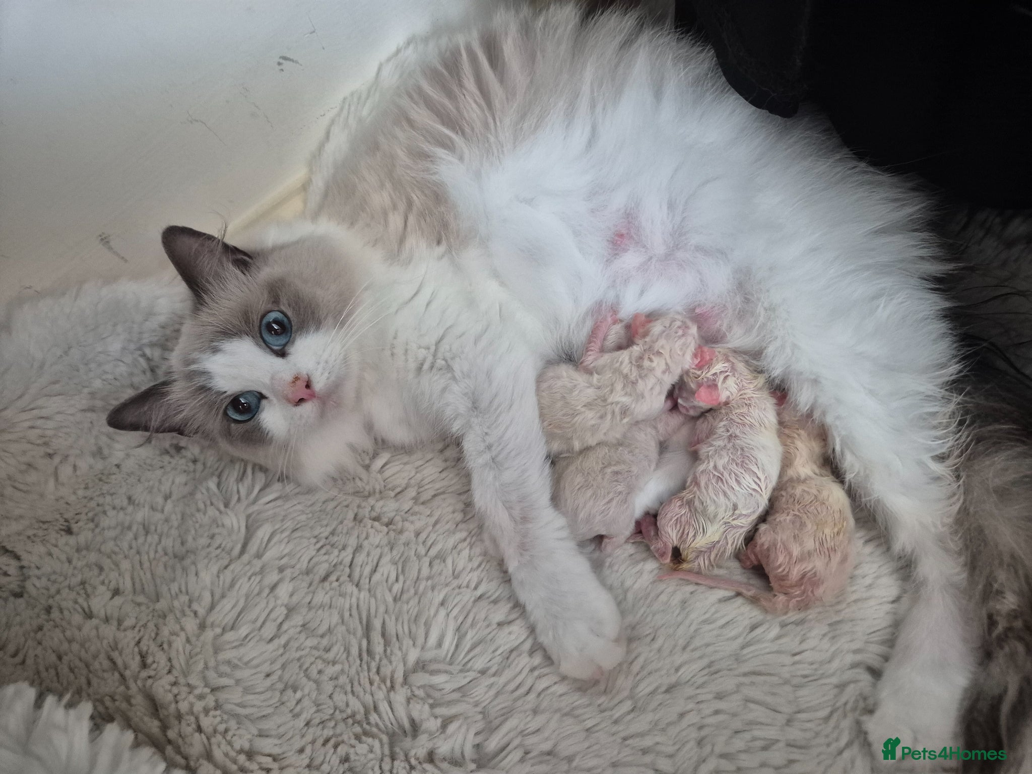 Ragdoll cats  Ragdoll Kittens Champion🩵 - Advert 10