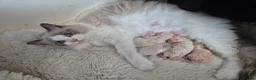 Ragdoll cats for sale:  Ragdoll Kittens Champion🩵 - Advert 1