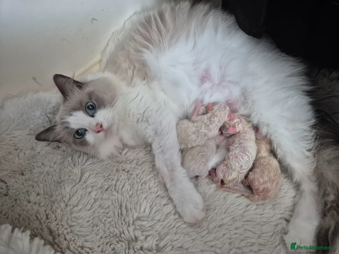Ragdoll cats for sale:  Ragdoll Kittens Champion🩵 - Advert 1
