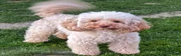 Miniature Poodle dogs for stud: Professional Stud Service - Red, Phantom, Parti in Eastleigh - Advert 3