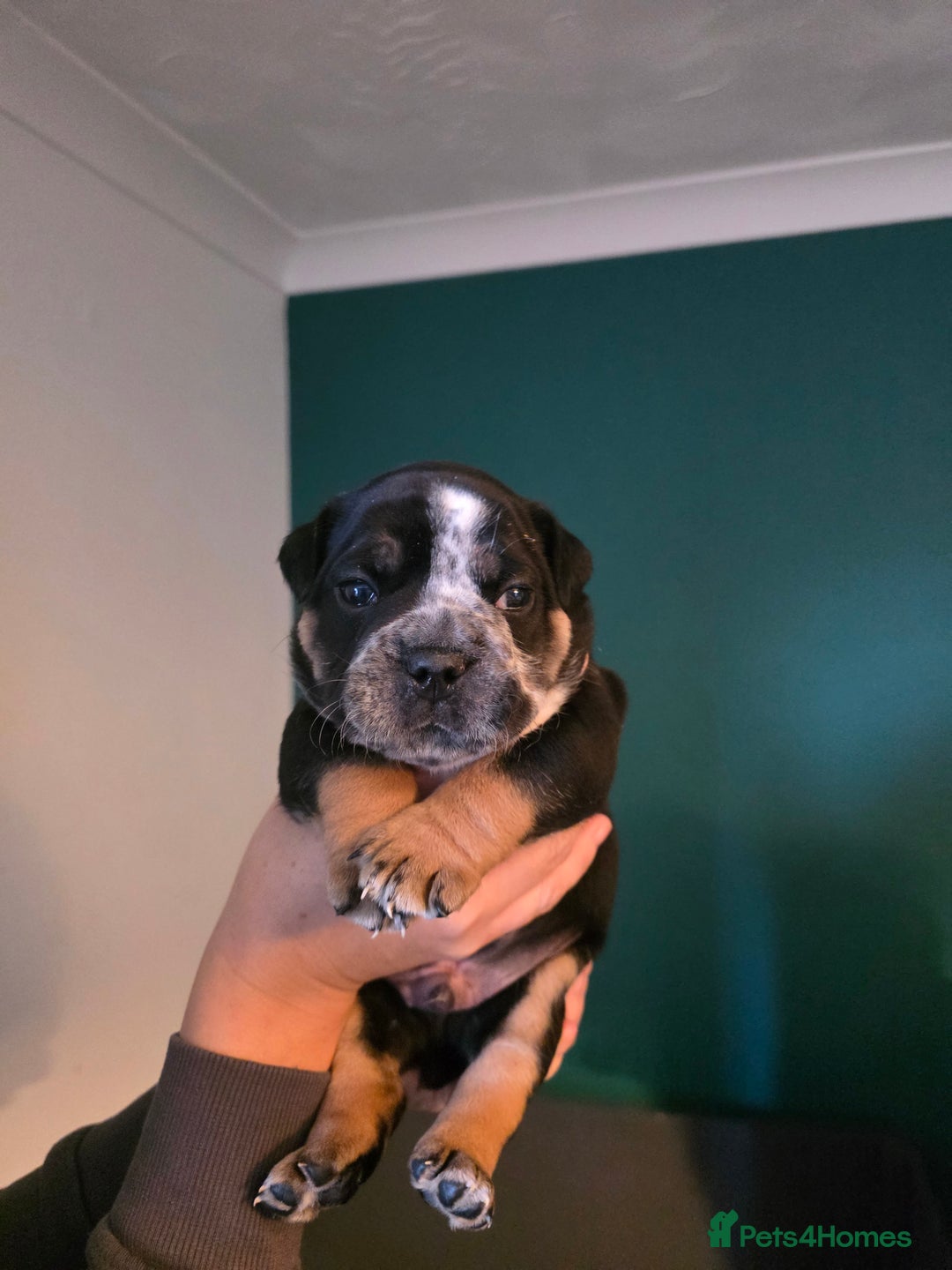 Olde English Bulldogge dogs for sale: Beautiful olde english Bulldogge pups  - Advert 25