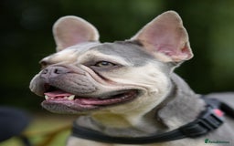 Mixed Breed dogs for adoption: Lovely Anita is looking for her forever home! - Image 1