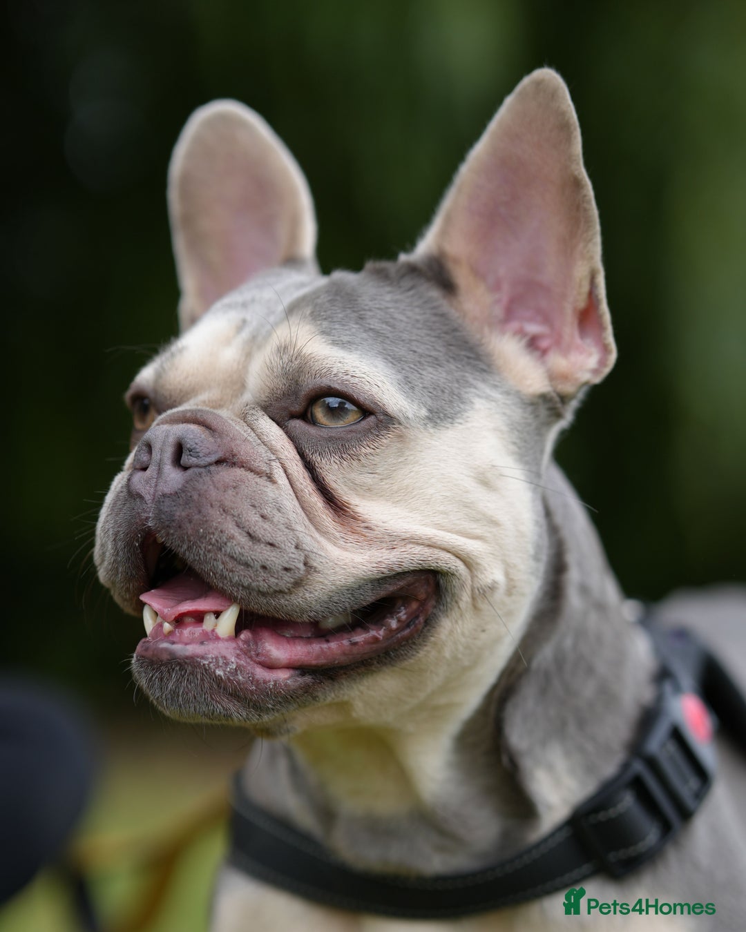 Mixed Breed dogs for adoption: Lovely Anita is looking for her forever home! - Image 1
