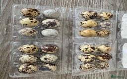 Quail poultry for sale: Quail hatching eggs- quail chicks- quail adult - Image 1