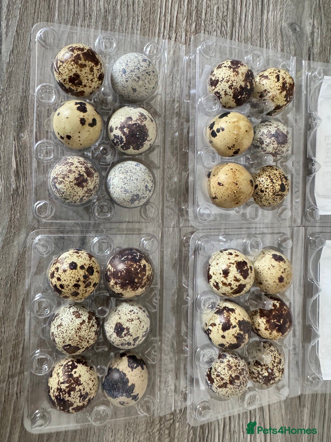 Quail poultry for sale: Quail hatching eggs- quail chicks- quail adult - Image 1